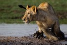 Löwe in der Musiara Marsh