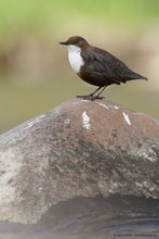 Wasseramsel in Sachsen