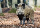 Wildschwein - Keiler