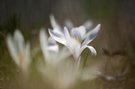 Wildkrokusse im Licht