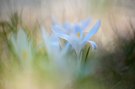 Wildkrokusse im Schatten