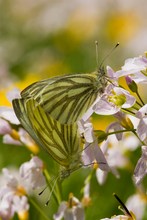 Rapsweißling - Pieris napi