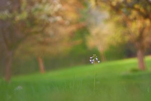 Wiesenschaumkraut vor Gemaelde