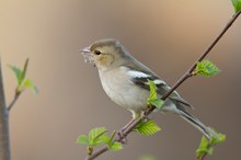 Buchfinkweibchen auf frisch ausgetriebenem Zweig