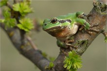 Mein erster Laubfrosch