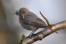 Beim Nestbau