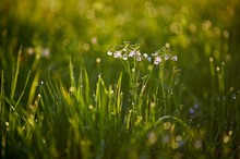 Wiesenschaumkraut