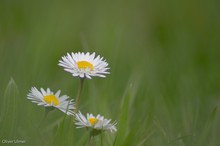 Nur ein Gänseblümchen!!!