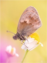 Kleines Wiesenvögelchen - Coenonymha pamphilus