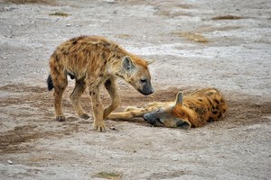 Siesta II