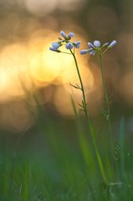 Wiesenschaumkraut