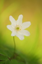 Anemone Nemorosa