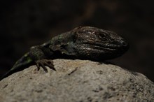 Tenerife Lizard