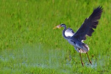 Graureiher (Ardea cinerea)