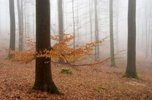 Buche im Nebel