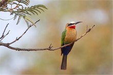 Weißstirnbienenfresser  (Whitefronted Bee-eater)