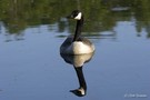 Kanadagans-Spiegelbild im Hochmoor - Branta canadensis