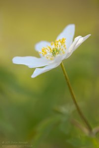 Buschwindröschen