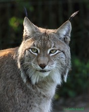 Luchs