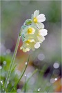 Schlüsselblume # 2 (Primula elatior)