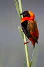 Southern Red Bishop