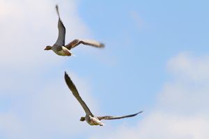 Graugänse im Flug