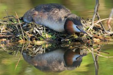 "Bitte jetzt einmal ducken - Danke!"