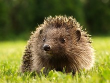 Igel im Garten