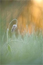 Schachbrettblume bereift