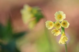 Schlüsselblume