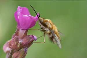 "Flauschi"