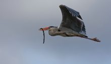 Graureiher im Flug