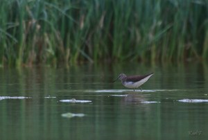 Waldwasserläufer