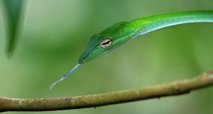 Big-eye Green Whip Snake