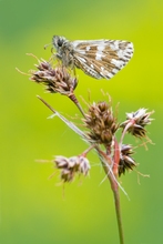 kleiner Würfel