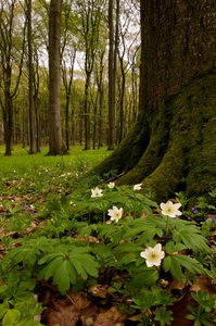 Noch´n Frühlingswald