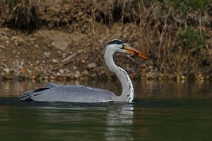 Enten-Reiher