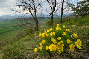 Frühlings-Adonisröschen