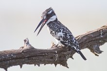 Pied Kingfisher / Graufischer