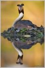 Haubentaucher (Podiceps cristatus)