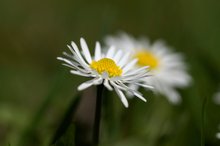 Kleines Gänseblümchen