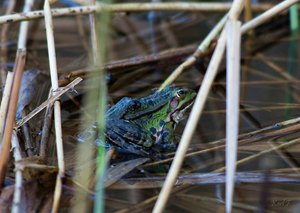 Seefrosch