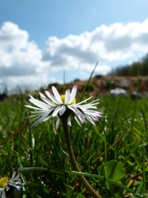 Gänseblümchen