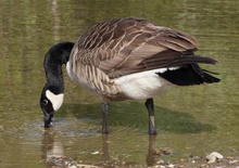 trinkende Canadagans