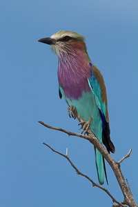 Lilac-breasted Roller