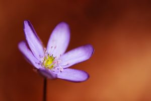 Leberblümchen am Abend