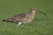 Großer Brachvogel