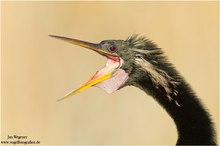 Schlangenhalsvogel (Anhinga anhinga) Anhinga