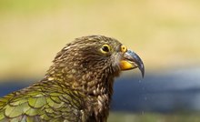 Kea oder Bergpapagei (Nestor notabilis)