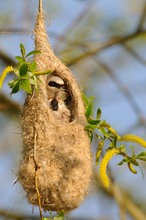 Beutelmeisen am Nest